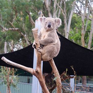 Koala (Phascolarctos cinereus) - February 2020