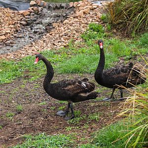 Black Swans (Cygnus atratus) - February 2020