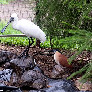 Nankeen Night Heron (Nycticorax caledonicus) and Royal Spoonbill (Platalea regia) - February 2020