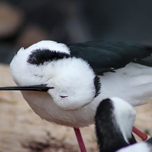 Pied Stilt (Himantopus leucocephalus) - February 2020