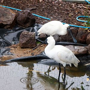 Royal Spoonbills (Platalea regia) - February 2020