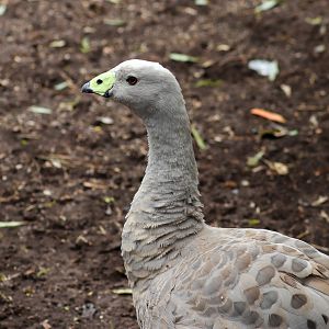 Cape Barren Goose (Cereopsis novaehollandiae) - February 2020