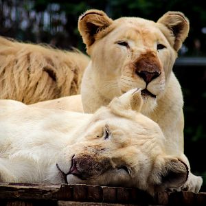 White Lionesses (Panthera leo) - February 2020