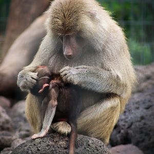 Hamadryas Baboon Grooming Baby (Papio hamadryas) - February 2020