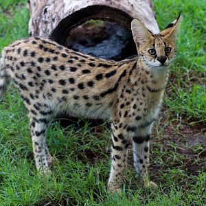 Serval (Leptailurus serval) - February 2020