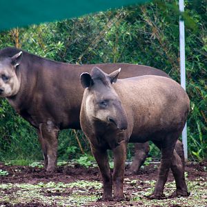 Brazilian Tapirs (Tapirus terrestris) - February 2020