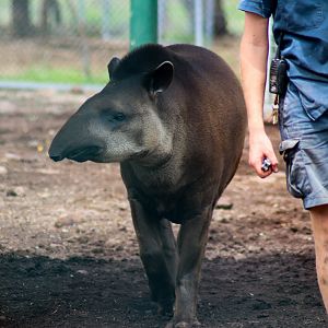 Tiquie the Brazilian Tapir (Tapirus terrestris) - February 2020