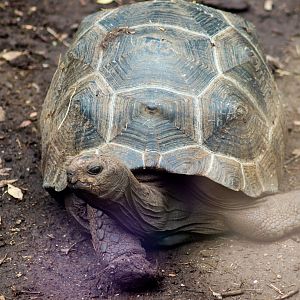 Juvenile Aldabra Giant Tortoise (Aldabrachelys gigantea) - February 2020