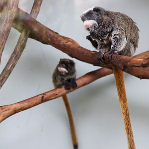 Emperor Tamarin Adult and Baby (Saguinus imperator subgrisescens) - February 2020