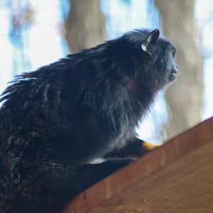 One-armed Red-handed Tamarin (Saguinus midas) - February 2020