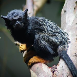 Red-handed Tamarin (Saguinus midas) - February 2020