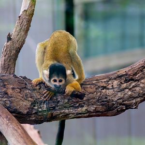 Bolivian Squirrel Monkey (Saimiri boliviensis) - February 2020