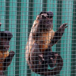 Black-capped Capuchins (Sapajus apella)- February 2020