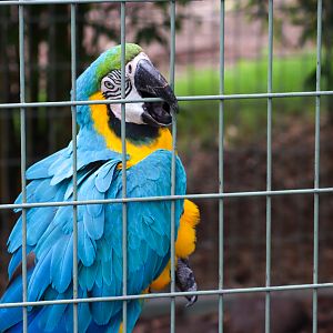 Blue and Gold Macaw (Ara ararauna) - February 2020
