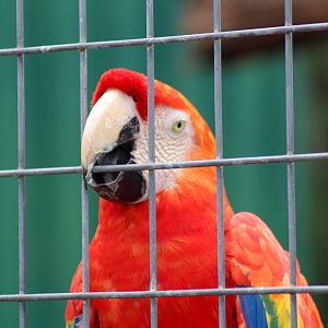 Scarlet Macaw (Ara macao) - February 2020