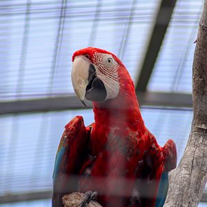 Green-winged Macaw (Ara chloropterus) - February 2020