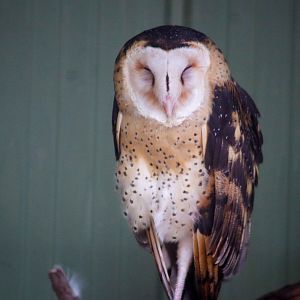 Australian Grass Owl (Tyto longimembris) - February 2020