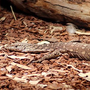Perentie (Varanus giganteus) - February 2020