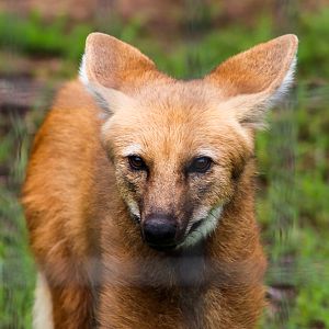 Maned Wolf (Chrysocyon brachyurus) - February 2020