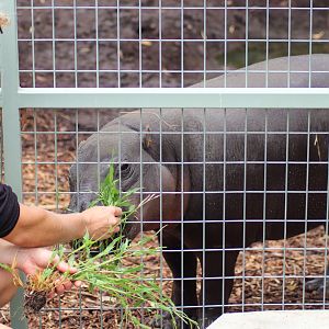 Pygmy Hippo Keeper Talk - February 2020