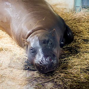 Pygmy Hippopotamus (Choeropsis liberiensis) - February 2020