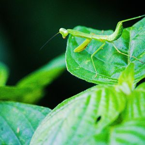 Nymph of Hierodula venosa ; Asian giant mantis complex