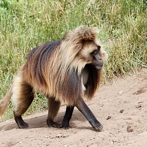 Gelada "Harry"