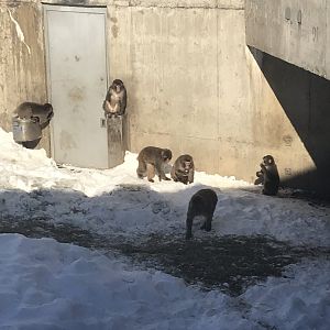 snow monkeys