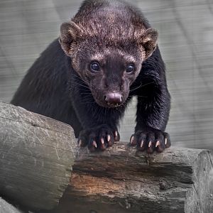 Tayra / Hamerton / 6-7-20