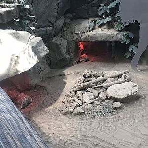 tropics trail radiated tortoise exhibit