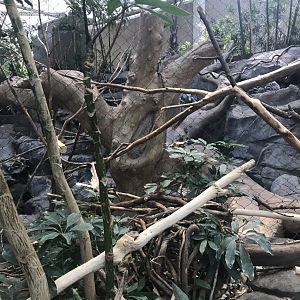 tropics trail ring tailed lemur exhibit