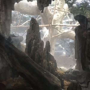 January 2019 tropics trail tomato frog & leaf tailed gecko exhibit