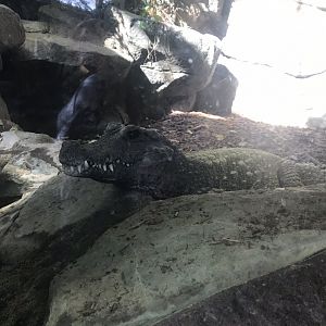 January 2019 tropics trail west African dwarf crocodile