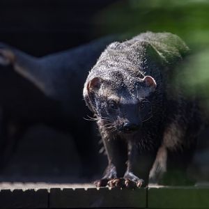 Greater Grison / Hamerton / 6-7-20