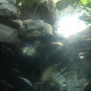 Tropics trail west African dwarf crocodile exhibit underwater viewing