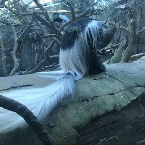 Tropics trail colobus monkey