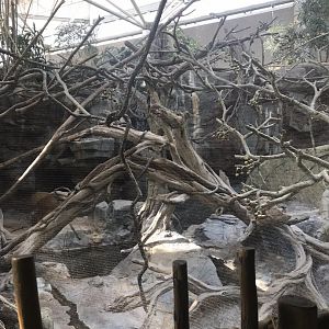 Tropics trail colobus monkey, debrazza monkey, and red river hog exhibit