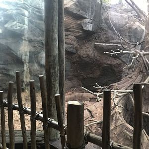 Tropics trail colobus monkey, debrazza monkey, and red river hog exhibit