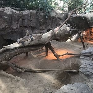 Tropics trail Komodo dragon exhibit