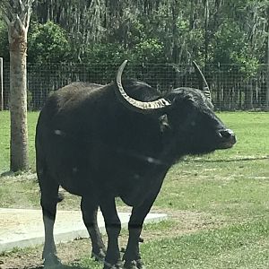 Water Buffalo (Bubalus sp.)
