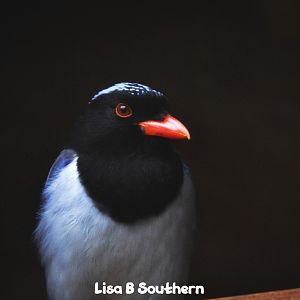 red billed blue magpie