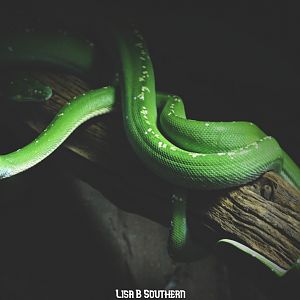 green tree python