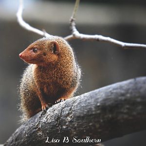 dwarf mongoose