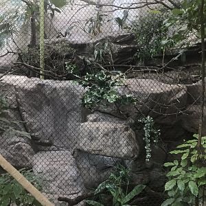 Tropics trail Bali mynah, Sri Lankan jungle fowl, and star tortoise exhibit