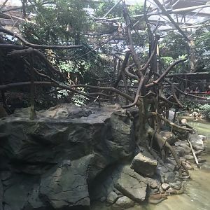 Tropics trail white-checked gibbon exhibit