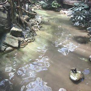 Tropics trail white-checked gibbon exhibit with waterfowl pond