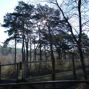 Golden-cheeked Gibbon enclosure (3)