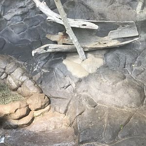 Tropics trail Asian small clawed otter exhibit