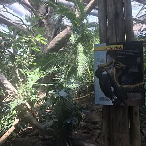 Tropics trail rhinoceros hornbill exhibit