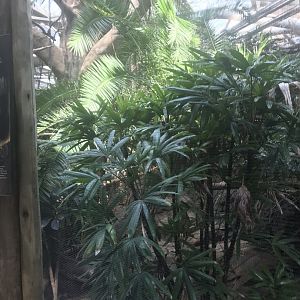 Tropics trail rhinoceros hornbill exhibit